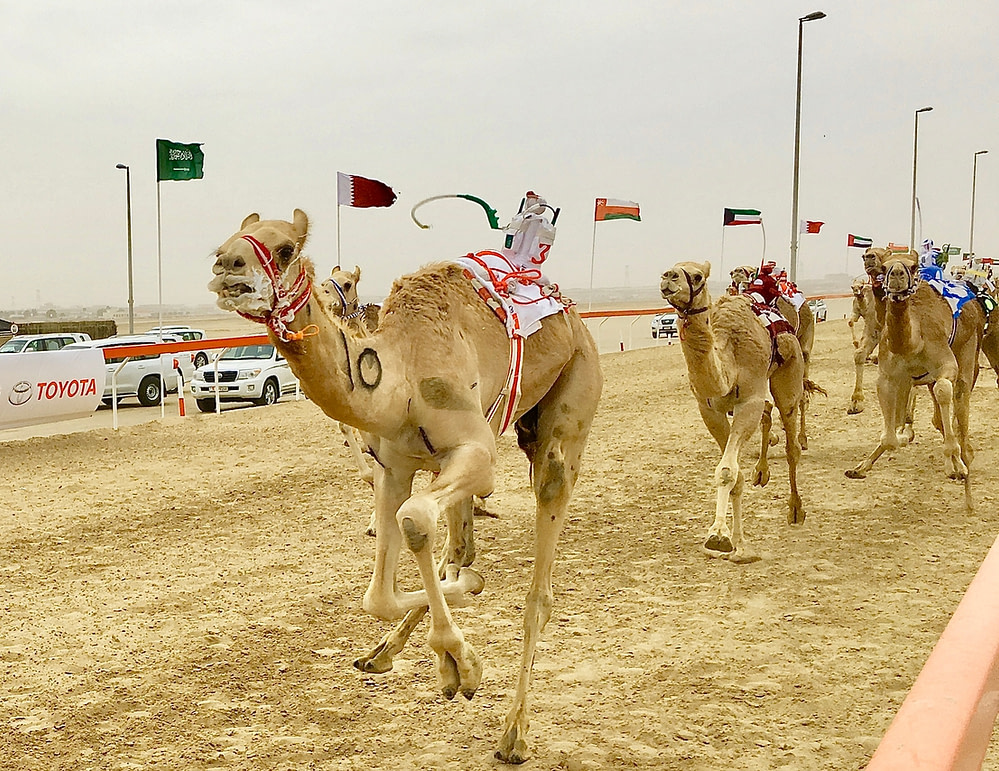 Kamelrennen in Abu Dhabi.